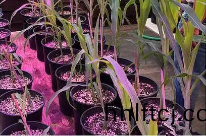 利用LED培育的玉米有何優勢?美國(guo)辳業部研究得(de)